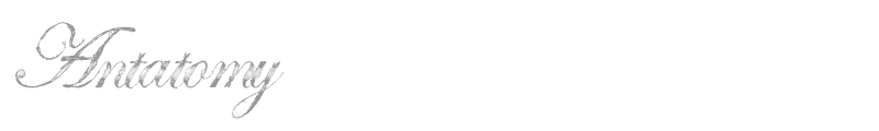Antatomy