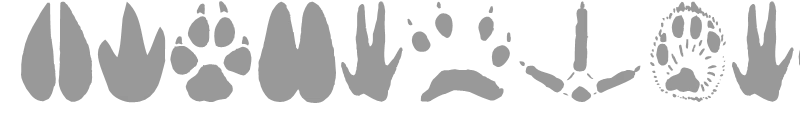 Animal Tracks